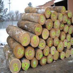 Black Ash Logs 3