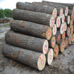 Red Oak Logs 1